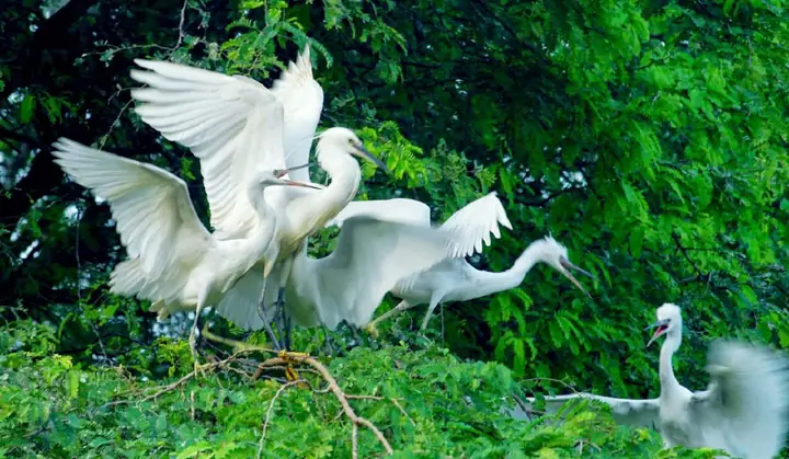 Vườn Cò Bằng Lăng – Cần Thơ: Tổng Quan Về Địa Danh Du Lịch Sinh Thái Đặc Sắc Vườn Cò Bằng Lăng – Cần Thơ: Tổng Quan Về Địa Danh Du Lịch Sinh Thái Đặc Sắc