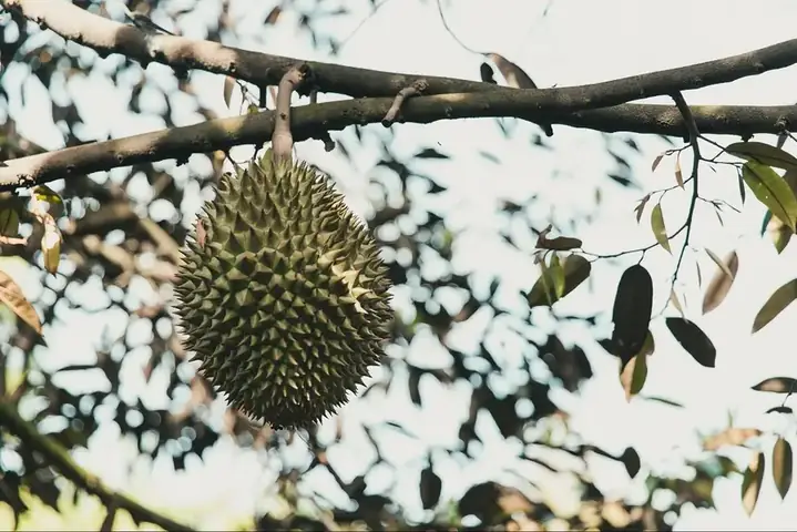 Vườn Trái Cây Chú Hai Sơn: Khám Phá Điểm Đến Nông Sản Độc Đáo Tại Việt Nam