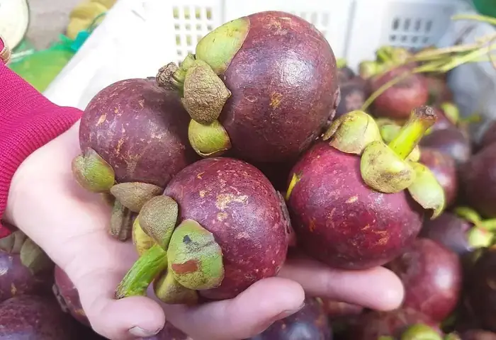 Vườn Trái Cây Chú Hai Sơn: Khám Phá Điểm Đến Nông Sản Độc Đáo Tại Việt Nam Vườn Trái Cây Chú Hai Sơn: Khám Phá Điểm Đến Nông Sản Độc Đáo Tại Việt Nam