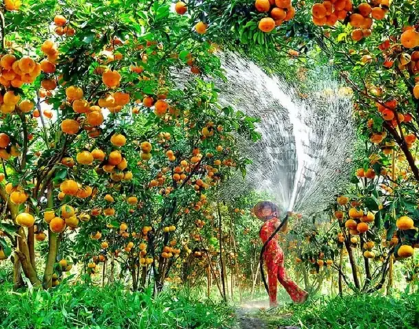 Vườn Trái Cây Lái Thiêu Bình Dương: Hướng Dẫn Chi Tiết Về Cách Chọn, Trồng Và Chăm Sóc