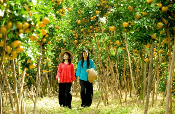 Vườn Trái Cây Lái Thiêu Bình Dương: Hướng Dẫn Chi Tiết Về Cách Chọn, Trồng Và Chăm Sóc Vườn Trái Cây Lái Thiêu Bình Dương: Hướng Dẫn Chi Tiết Về Cách Chọn, Trồng Và Chăm Sóc