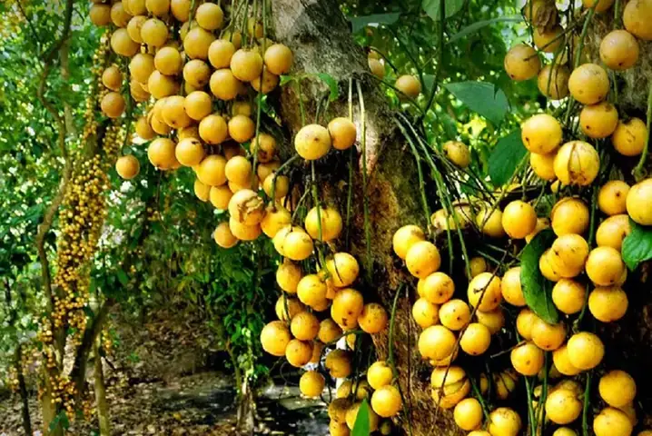Vườn Trái Cây Lái Thiêu Bình Dương: Hướng Dẫn Chi Tiết Về Cách Chọn, Trồng Và Chăm Sóc Vườn Trái Cây Lái Thiêu Bình Dương: Hướng Dẫn Chi Tiết Về Cách Chọn, Trồng Và Chăm Sóc