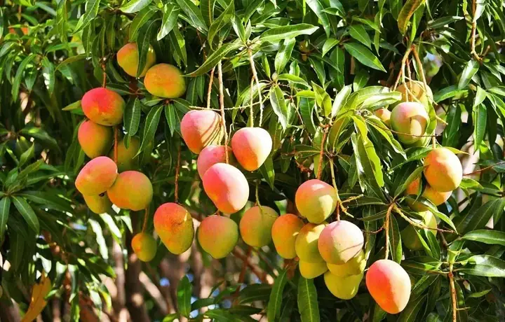 Vườn Trái Cây Lái Thiêu Bình Dương: Hướng Dẫn Chi Tiết Về Cách Chọn, Trồng Và Chăm Sóc Vườn Trái Cây Lái Thiêu Bình Dương: Hướng Dẫn Chi Tiết Về Cách Chọn, Trồng Và Chăm Sóc