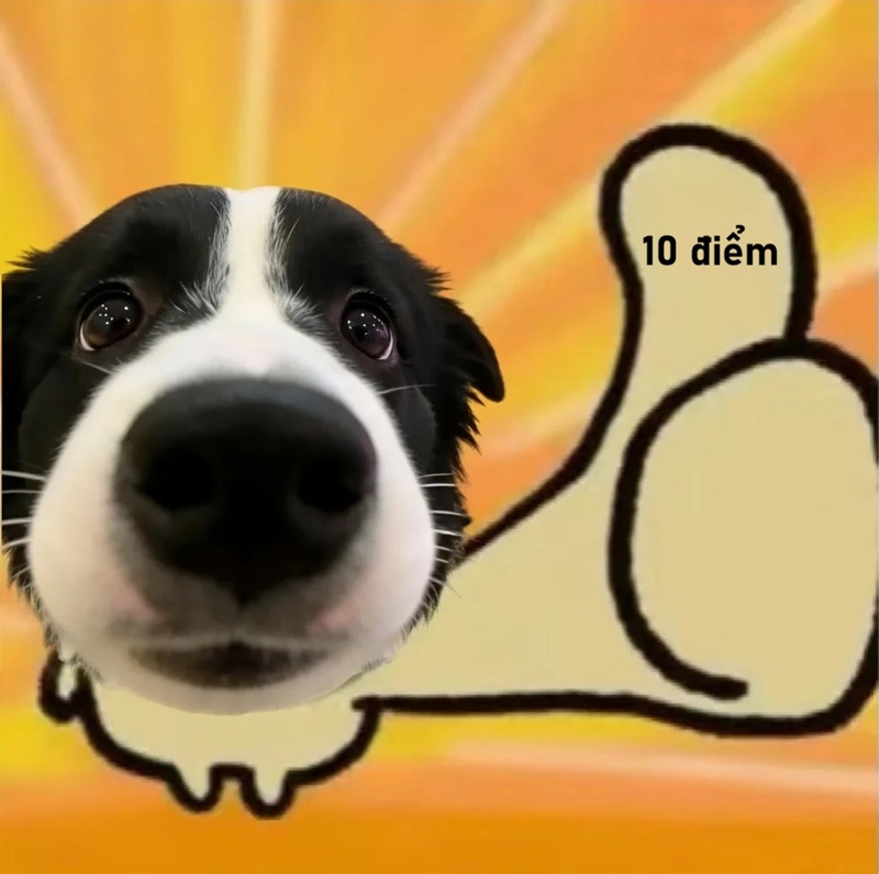 10 điểm meme 11