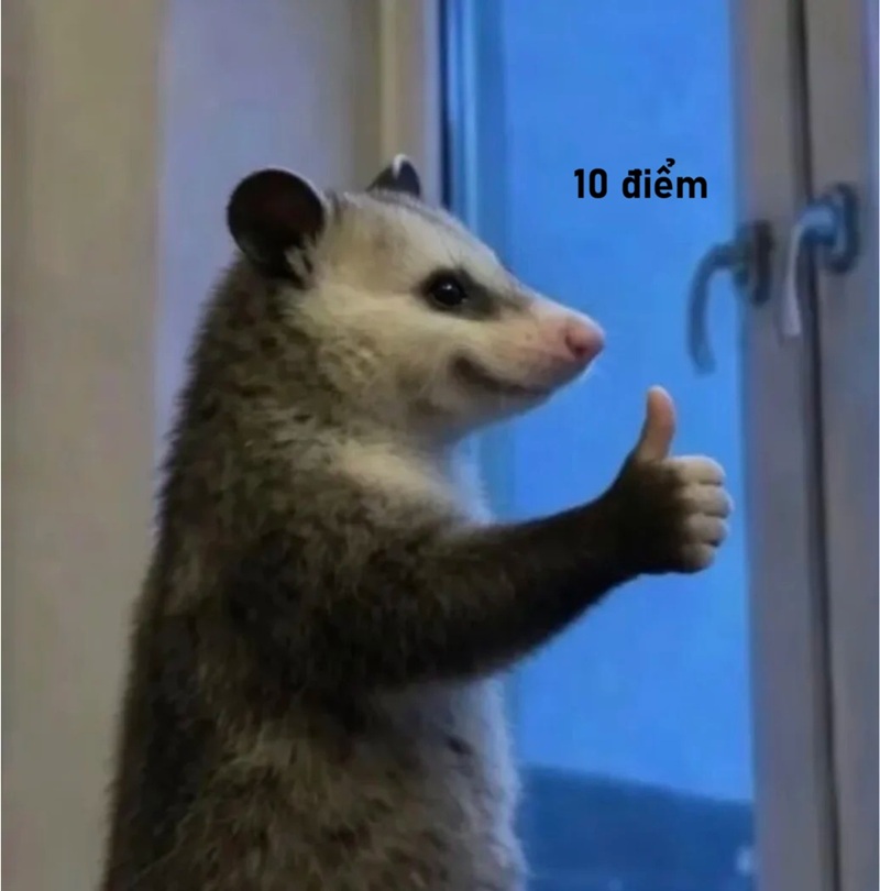 10 điểm meme 29