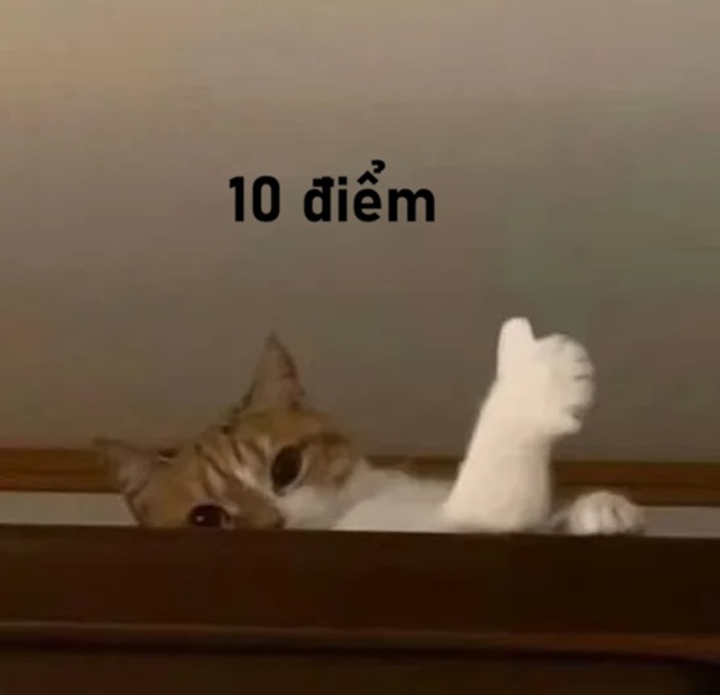10 điểm meme 34