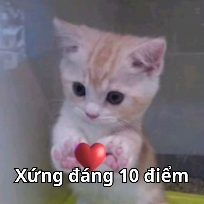 10 điểm meme 4