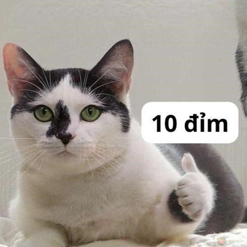 10 điểm meme cực hài dành cho mọi tình huống
