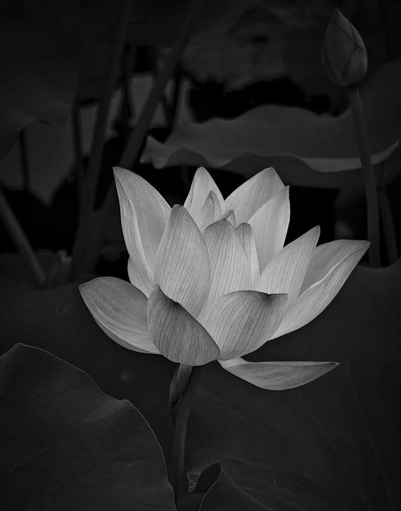 ảnh bông sen đen 14