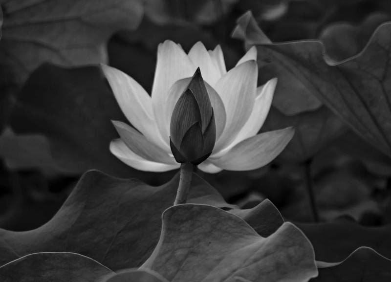 ảnh bông sen đen 15
