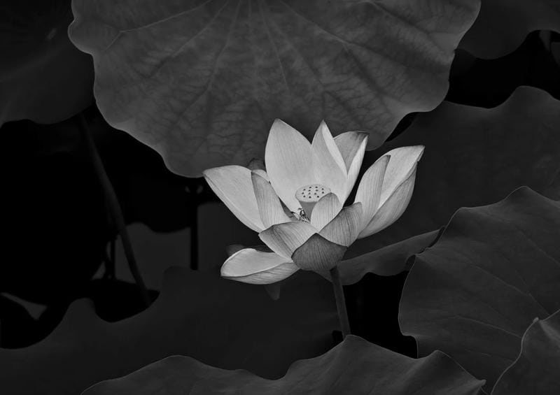 ảnh bông sen đen 16
