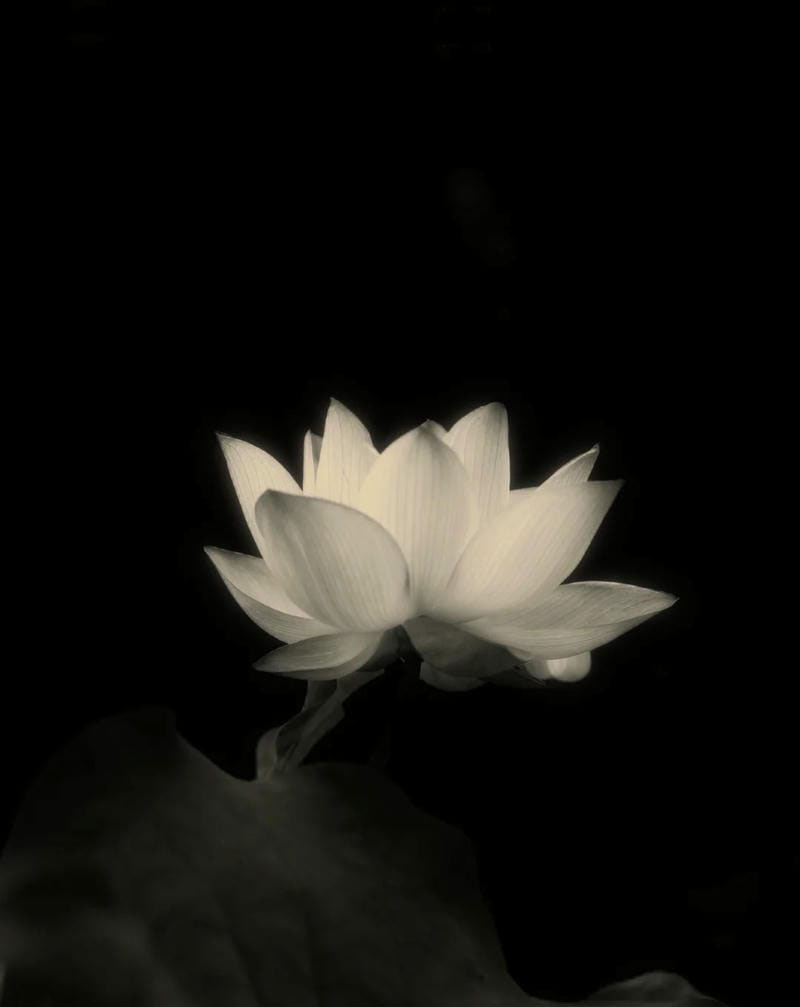 ảnh bông sen đen 2