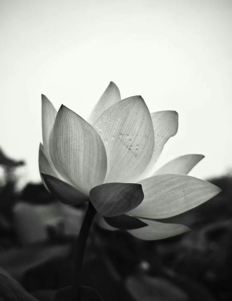 ảnh bông sen đen 25