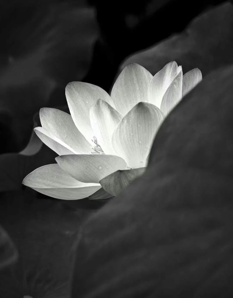 ảnh bông sen đen 28