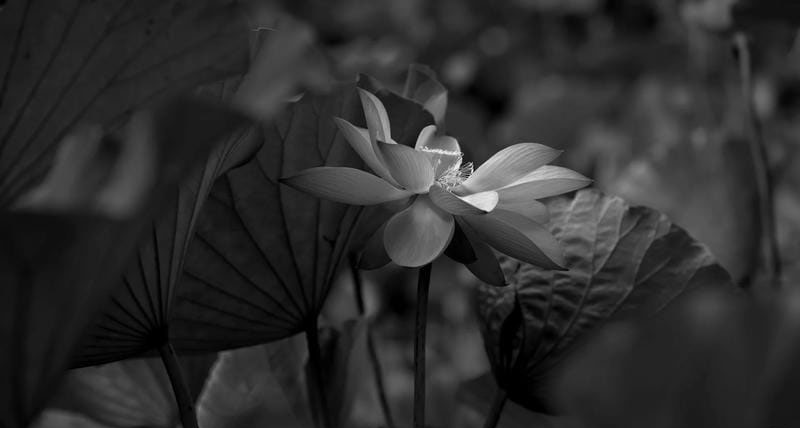 ảnh bông sen đen 3
