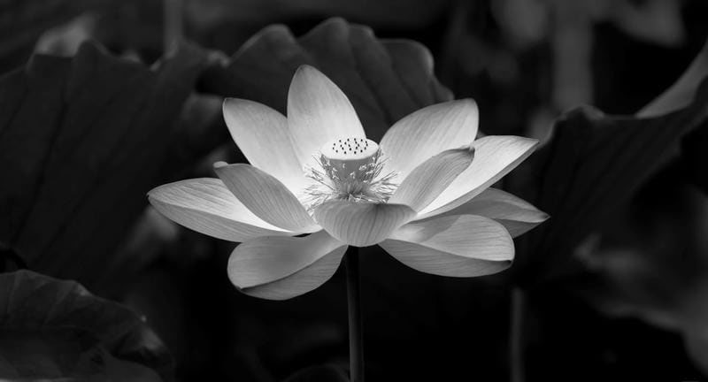 ảnh bông sen đen 5