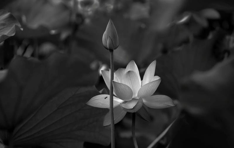 ảnh bông sen đen 9