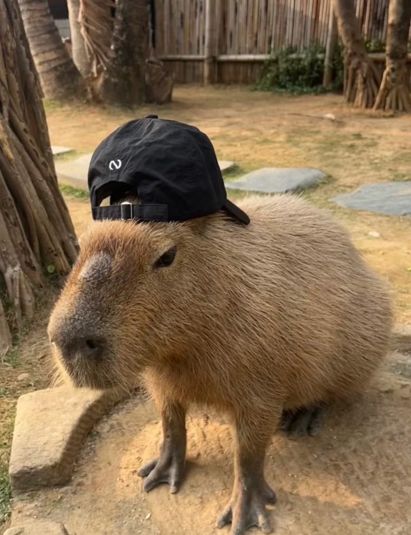 capybara meme 18