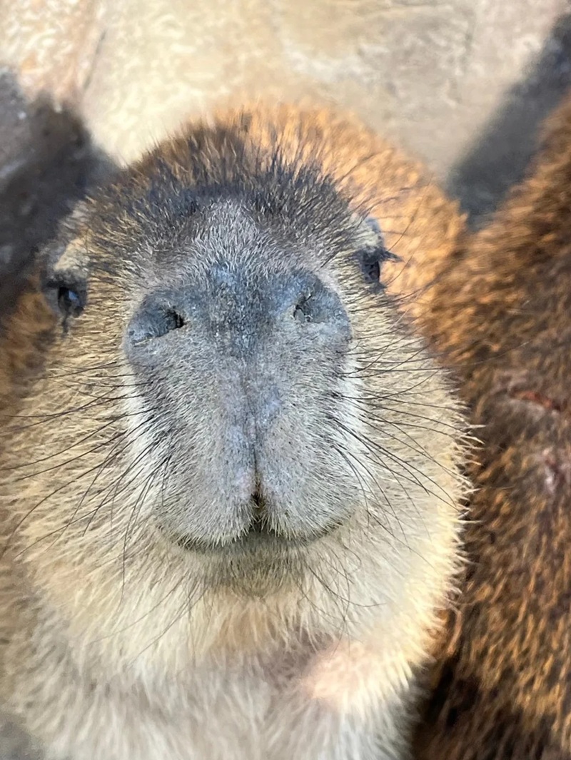 capybara meme 19