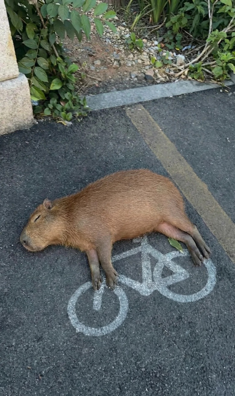 capybara meme 20