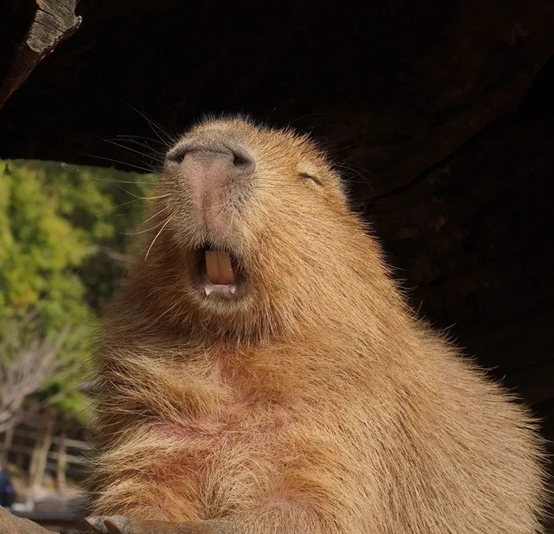 capybara meme 28