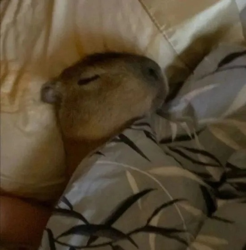 capybara meme 3