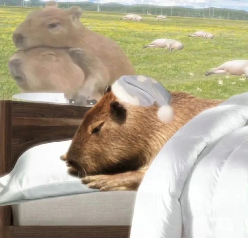 capybara meme 31