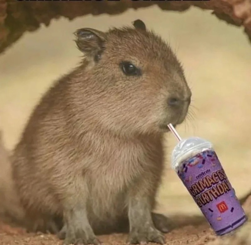 capybara meme 35