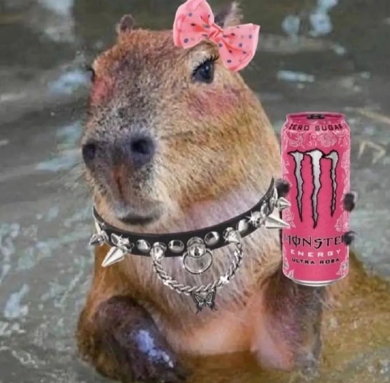 capybara meme 36