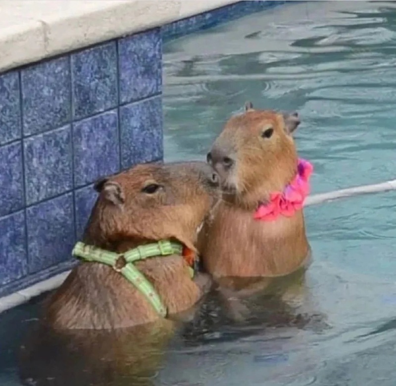 capybara meme 37