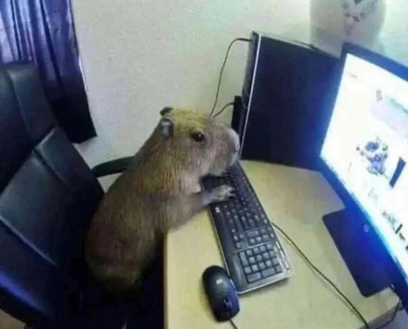 capybara meme 38