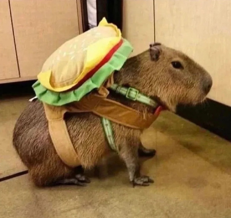 capybara meme 39