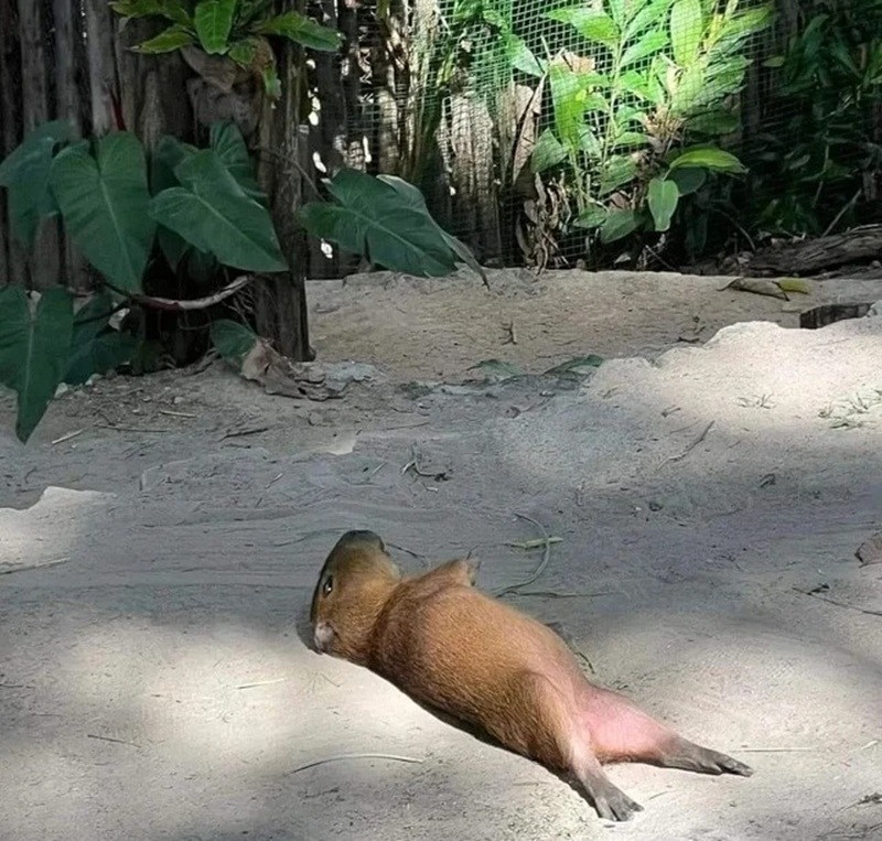 capybara meme 4