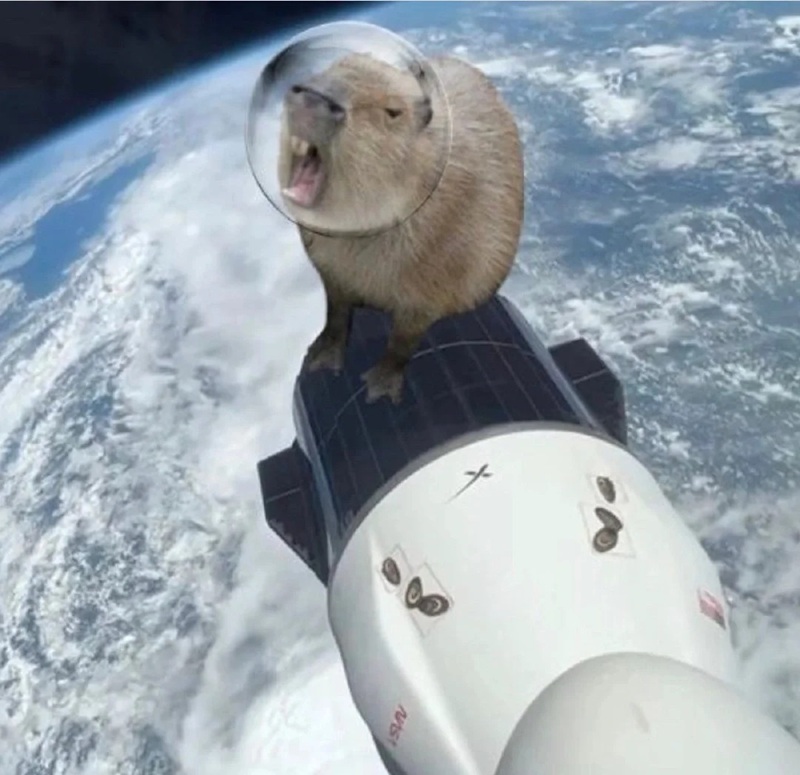 capybara meme 40