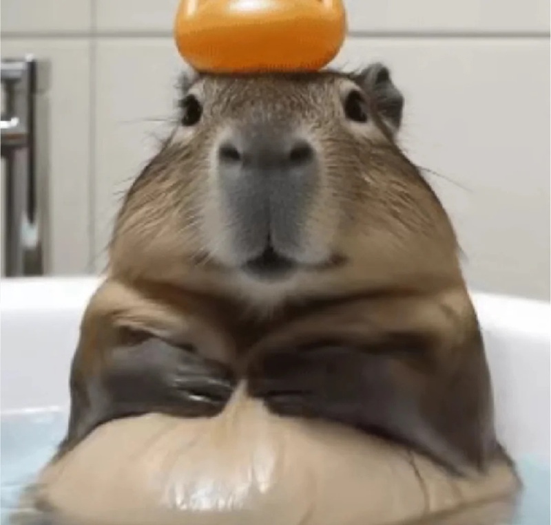 capybara meme 41