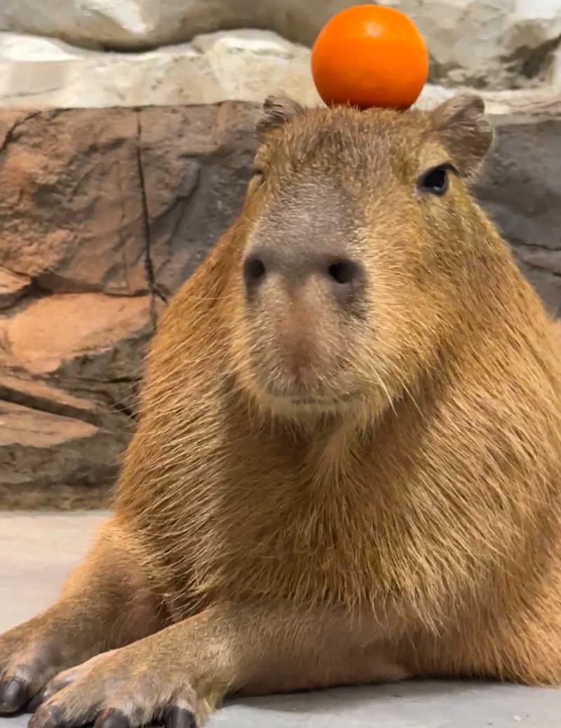 capybara meme 5