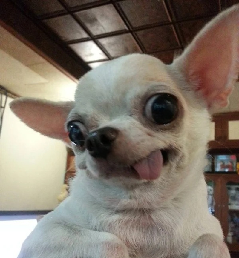chihuahua meme 1
