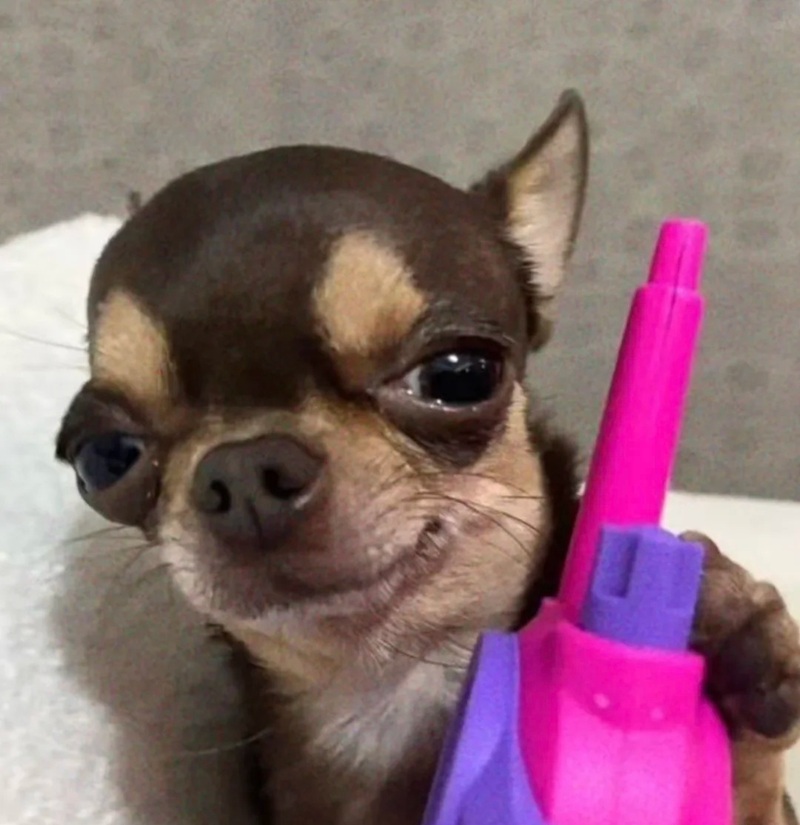 chihuahua meme 10