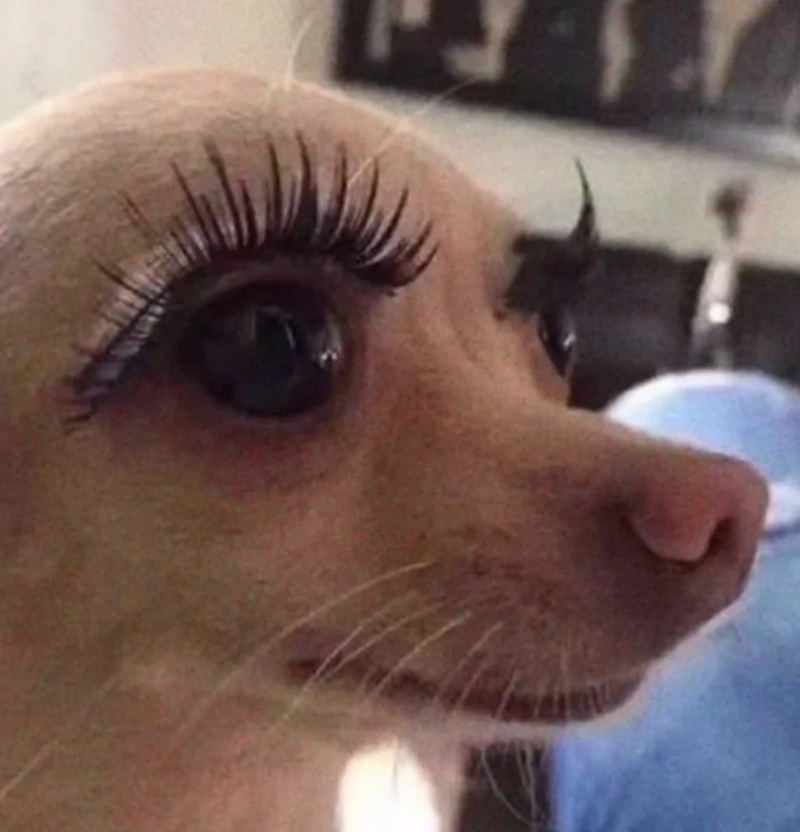 chihuahua meme 11