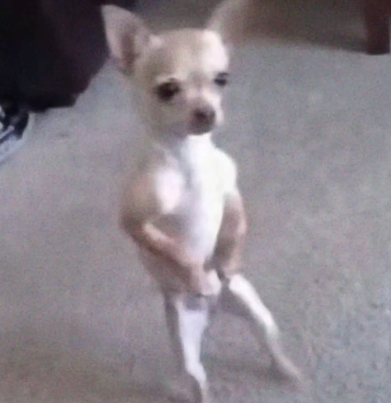 chihuahua meme 12
