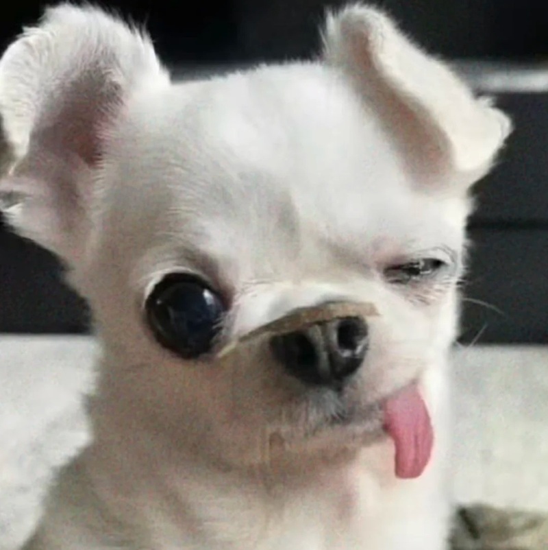 chihuahua meme 13