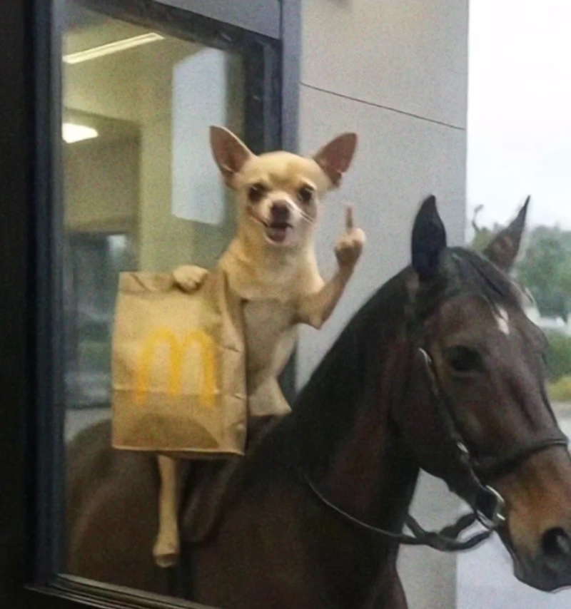 chihuahua meme 14