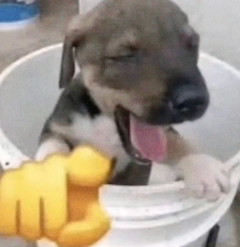 chihuahua meme 15