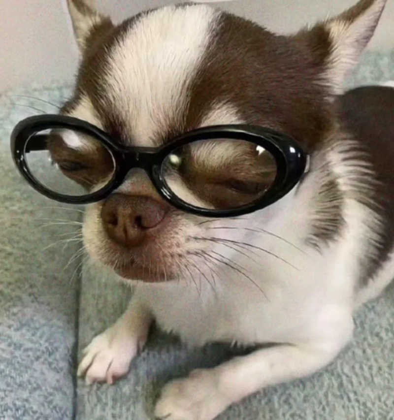 chihuahua meme 16
