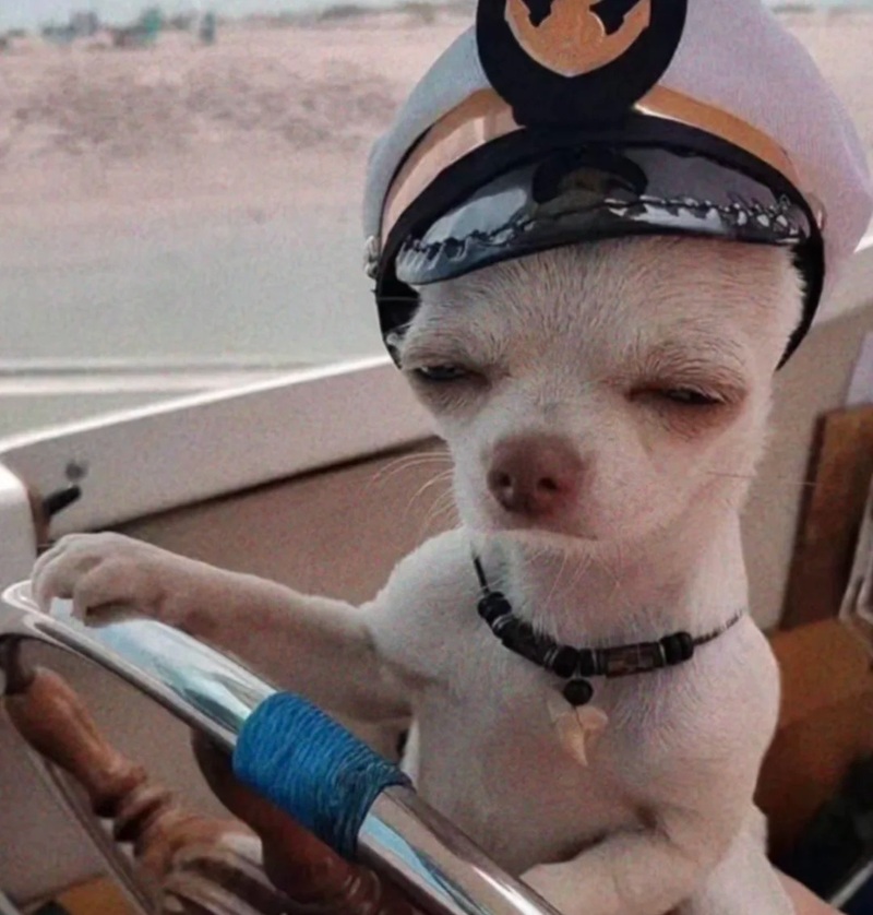 chihuahua meme 17