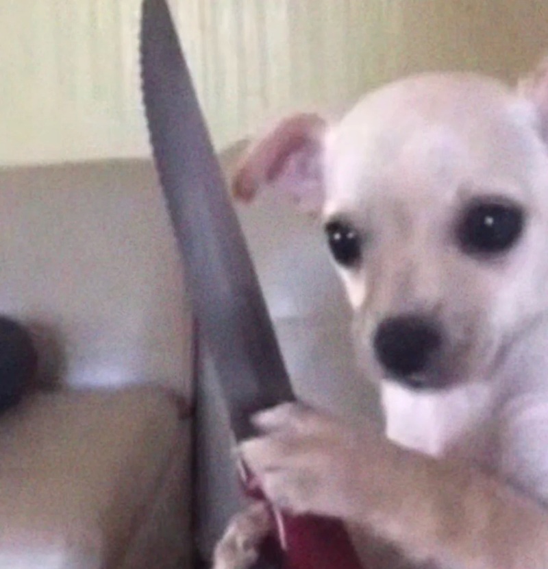 chihuahua meme 18