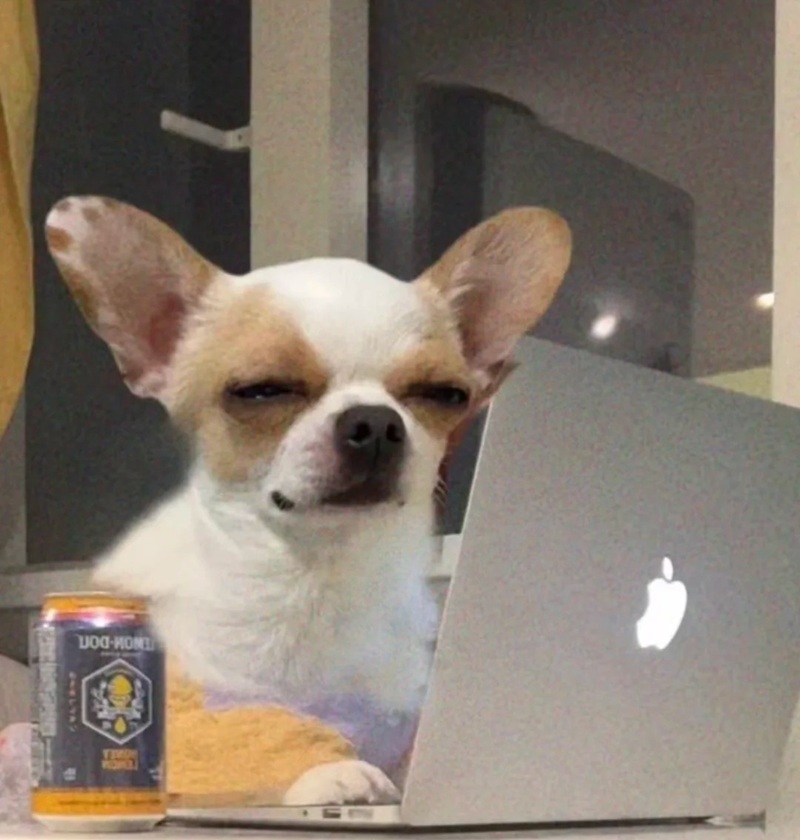 chihuahua meme 19