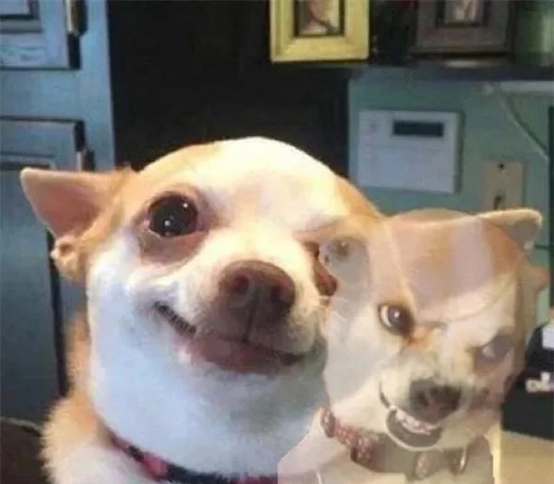 chihuahua meme 2