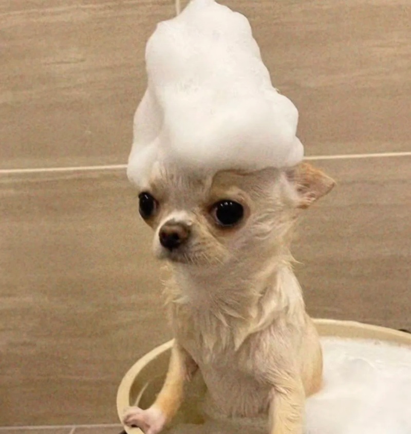chihuahua meme 20