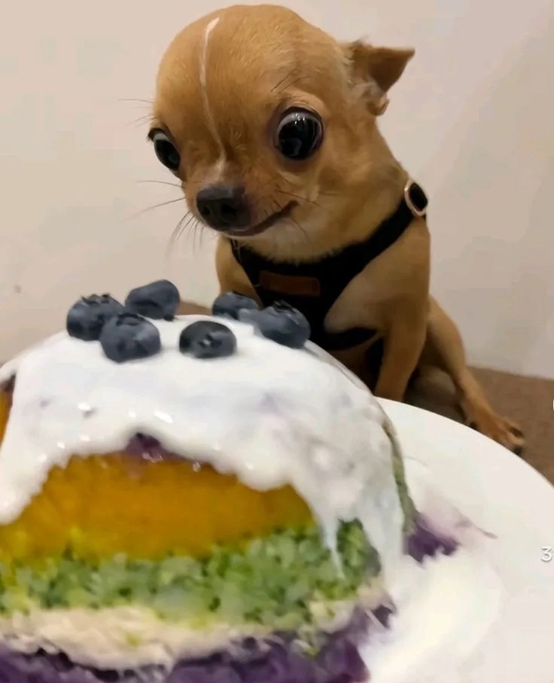 chihuahua meme 21